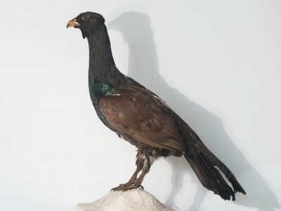 cocoș de munte 1
